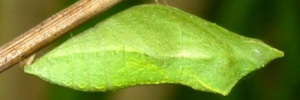 Pupae Side of Chequered Swallowtail - Papilio demoleus sthenelus